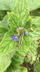 Callimorpha dominula