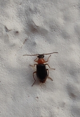 Hypebaeus flavicollis