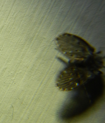 Psychodidae