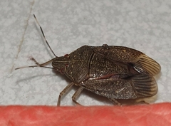 Critheus lineatifrons