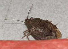 Critheus lineatifrons