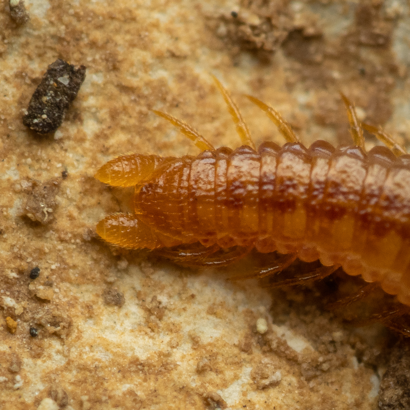 Dignathodon microcephalus Lucas, 1846