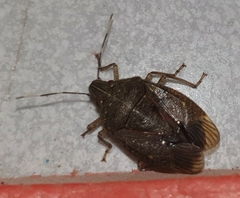 Critheus lineatifrons