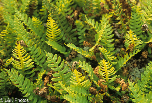 Polypodium sibiricum iNat (3)