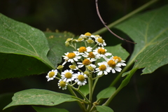 Alloispermum integrifolium