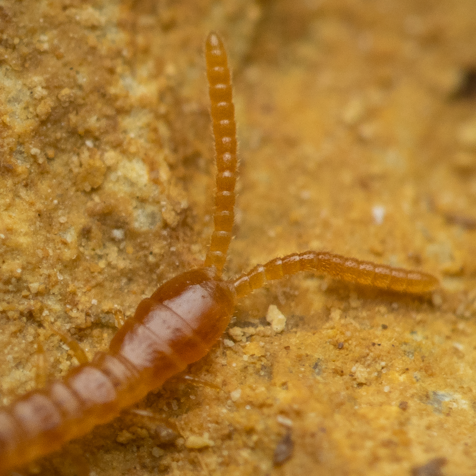 Dignathodon microcephalus Lucas, 1846