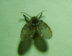Psychodidae