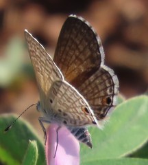 Anthene dulcis dulcis