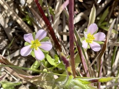 Sabatia angularis