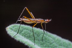 Micropeza grallatrix