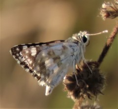 Ernsta dromus