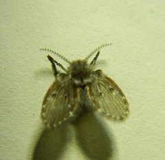 Psychodidae