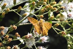 Myscelus amystis