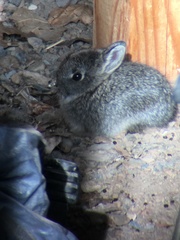 Sylvilagus idahoensis