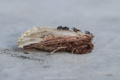 Cetola naumanni