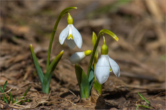 Galanthus alpinus