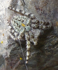 Araneus circe