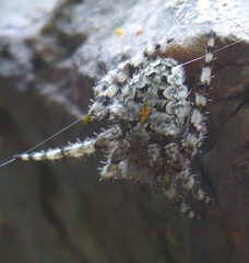 Araneus circe