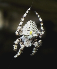 Araneus circe