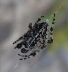 Araneus circe