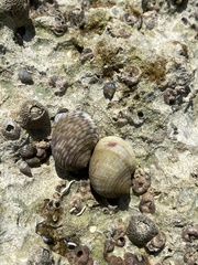 Nerita versicolor