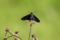 Pyrrhopyge phidias