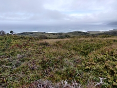 Arctostaphylos hookeri hearstiorum