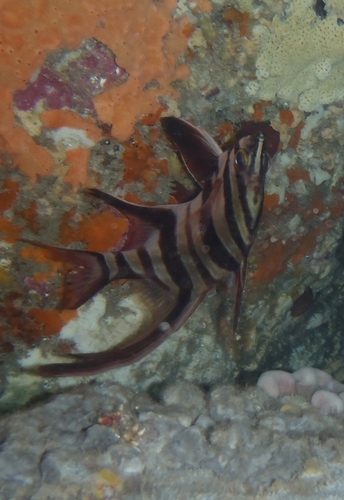 Enoplosus armatus