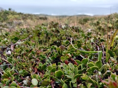 Arctostaphylos hookeri hearstiorum