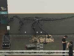 Allosaurus fragilis