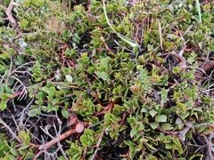 Arctostaphylos hookeri hearstiorum