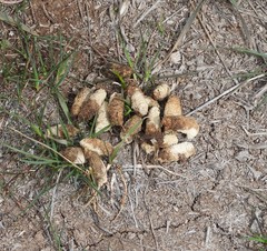 Centrocercus urophasianus