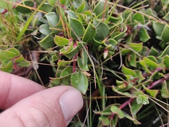 Arctostaphylos hookeri hearstiorum