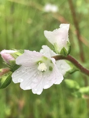 Sidalcea hickmanii napensis