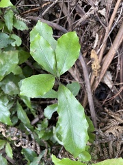 Alseuosmia macrophylla