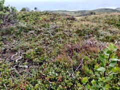 Arctostaphylos hookeri hearstiorum