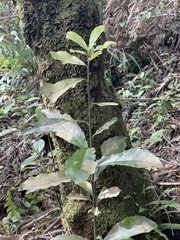 Alseuosmia macrophylla