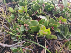 Arctostaphylos hookeri hearstiorum