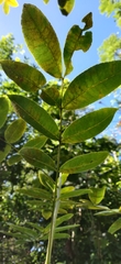 Zanthoxylum flavum