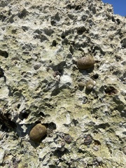 Nerita versicolor