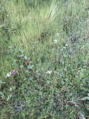 Sidalcea hickmanii napensis