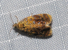 Olethreutes astrologana