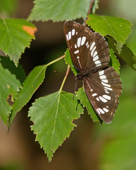 Neptis rivularis
