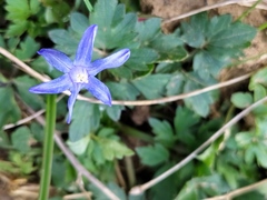 Scilla sardensis