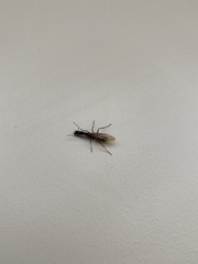 Camponotus mirabilis