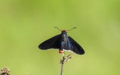 Pyrrhopyge phidias