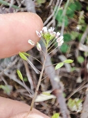 Draba muralis