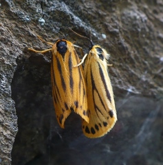 Setina aurita