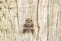 Psectrotanypus varius
