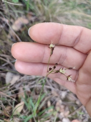 Luzula forsteri